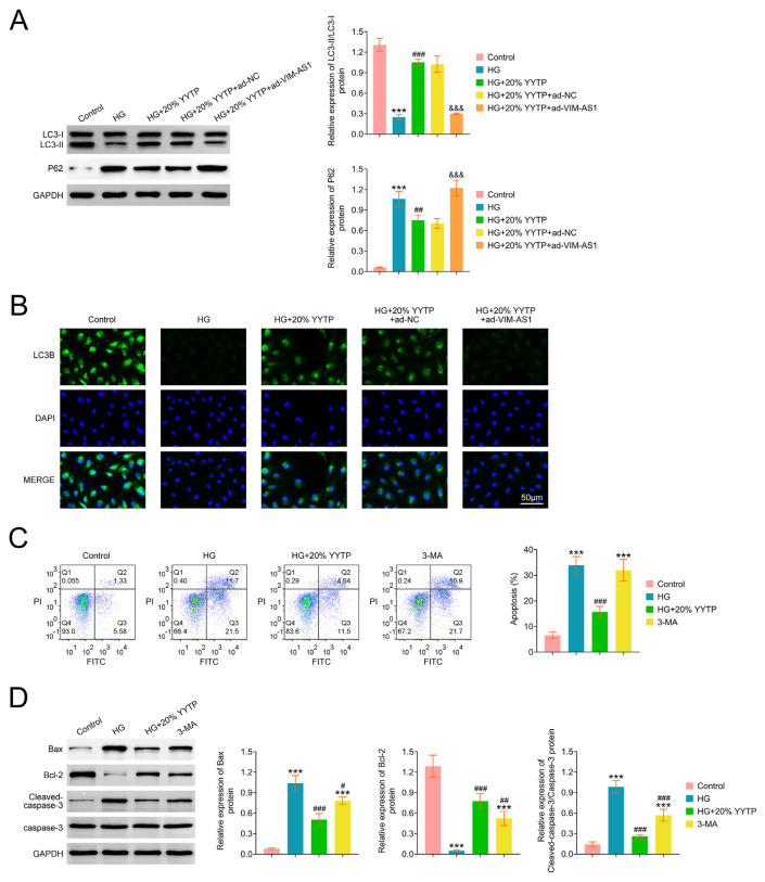 Yiqi Yangyin Tongluo prescription targets lncRNA VIM-AS1 to regulate FOXK2/mTOR to promote autophagy and inhibit renal tubular epithelial cell apoptosis.