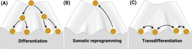 Cell identity and 5-hydroxymethylcytosine.