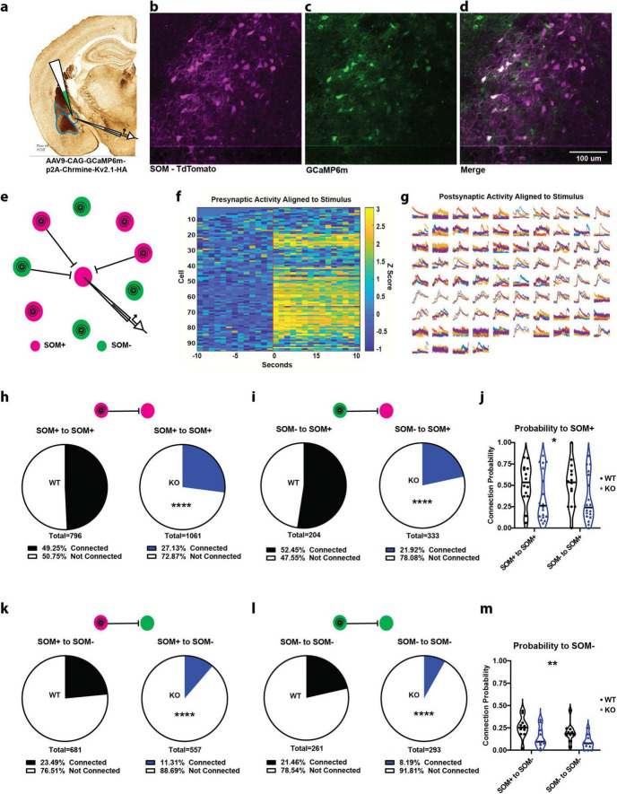 PTEN in somatostatin neurons regulates fear and anxiety and is required for inhibitory synaptic connectivity within central amygdala.
