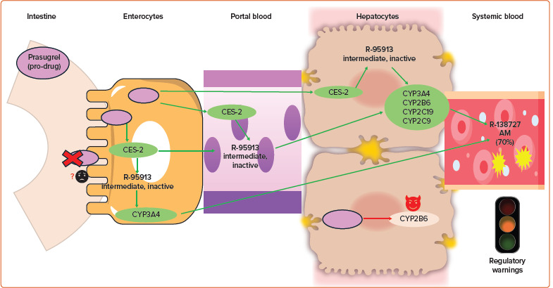 Oral P2Y<sub>12</sub> Inhibitors: Victims or Perpetrators? A Focused Review on Pharmacokinetic, Clinically Relevant Drug Interactions.