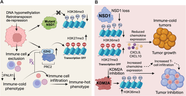NSD proteins in anti-tumor immunity and their therapeutic targeting by protein degraders.