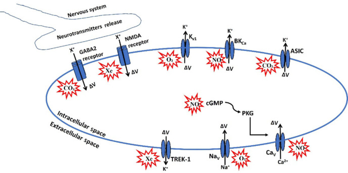 Exploring the nexus between medical gases and ion channel function: implications for therapeutic innovation.