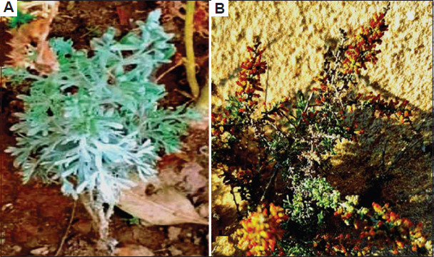Correlation between antibacterial activities of two <i>Artemisia</i> spp. extracts and their plant characteristics.