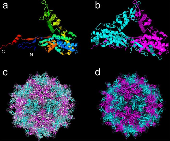 Characterization of the mycovirus Aspergillus sulphureus partitivirus 1