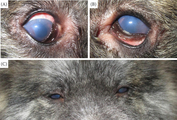 Uveodermatological syndrome in dogs: A review of diagnosis, management, and ophthalmic patient needs.