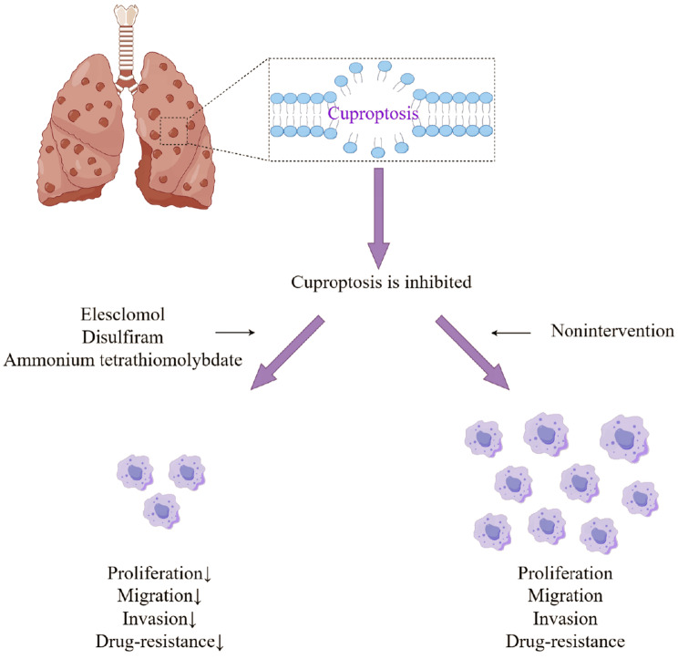 Cuproptosis: a novel therapeutic mechanism in lung cancer.