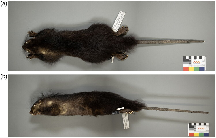 The complete mitochondrial genome of Poncelet's giant rat (<i>Solomys ponceleti</i>) from the Solomon Islands Archipelago.