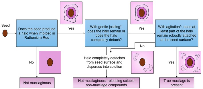 How to Test for Seed Mucilage to Examine an Age-Old Question: A Response to Ladwig and Lucas (2024).