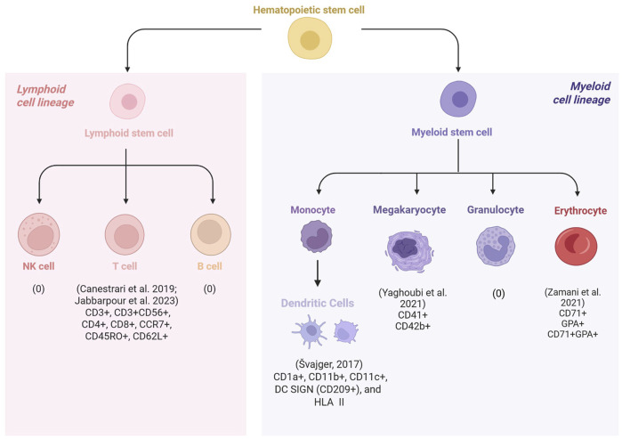 Towards the standardization of human platelet lysate production and its comparison to fetal bovine serum for human hematopoietic cell culture: a scoping review.