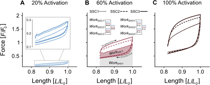 Consecutive SSCs increase the SSC effect in skinned rat muscle fibres.