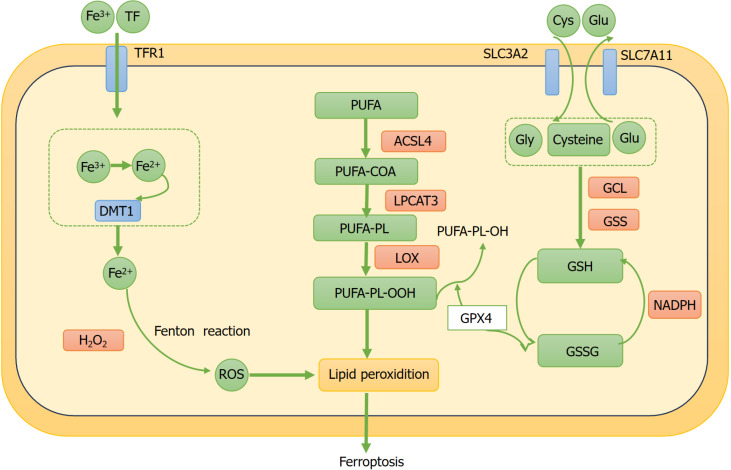 Ferroptosis: A novel therapeutic target for diabetic cardiomyopathy.