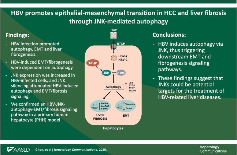 HBV promotes epithelial-mesenchymal transition in HCC and liver fibrosis through JNK-mediated autophagy.