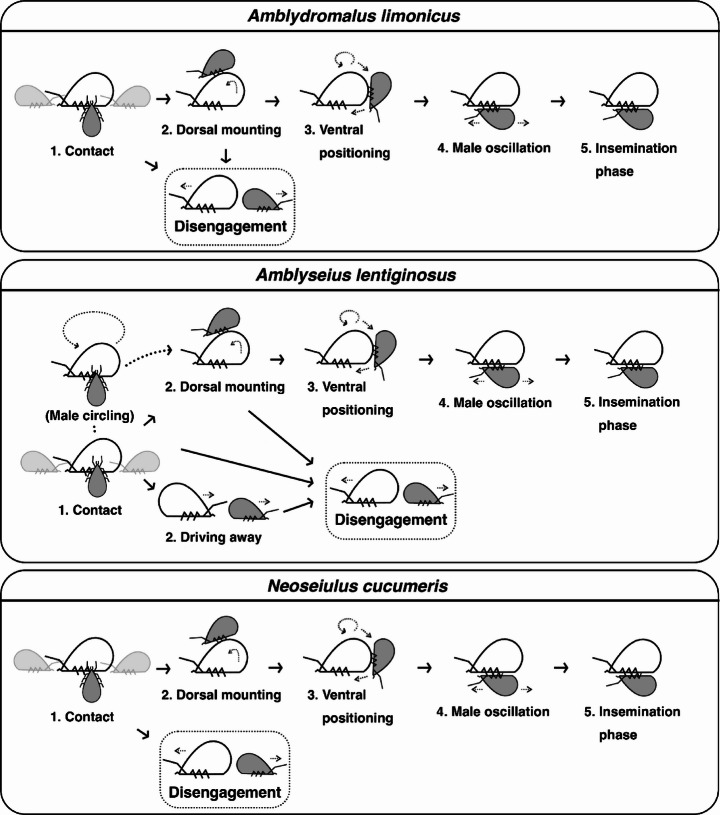 Investigating interspecific mating in the thelytokous predatory mite Amblyseius herbicolus (Chant) (Acari: Phytoseiidae), with comparative observations from three sexually reproducing phytoseiid species.