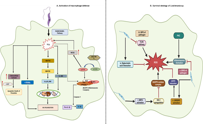 Oxidative Stress and Survival of <i>Leishmania</i> spp.: A Relationship of Inverse Proportionality for Disease Outcome.