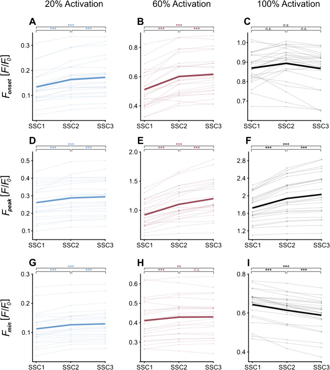 Consecutive SSCs increase the SSC effect in skinned rat muscle fibres.