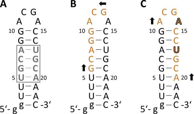 1H, 13C, 15N and 31P chemical shift assignment of the first stem-loop Guanidine-II riboswitch from Escherichia coli