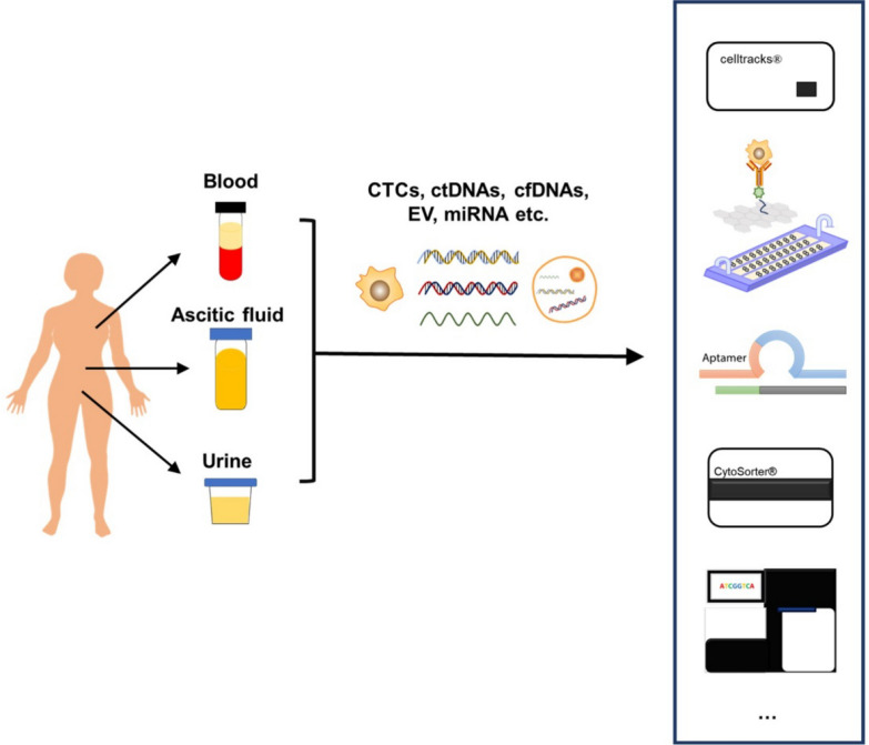 Advances in CTC and ctDNA detection techniques: opportunities for improving breast cancer care.