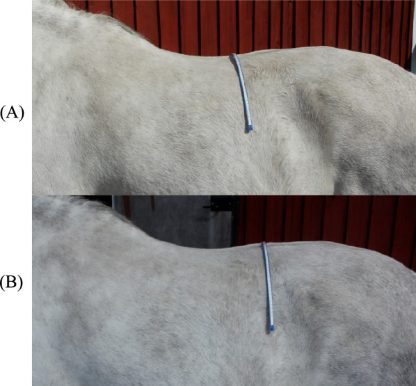 Physiological response to weight carrying and associations with conformation traits in Icelandic horses used for tour riding.