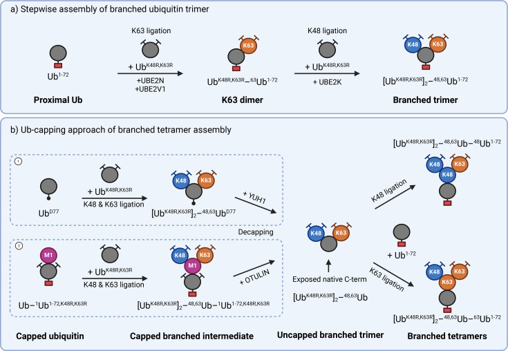 Emerging tools and methods to study cell signalling mediated by branched ubiquitin chains.