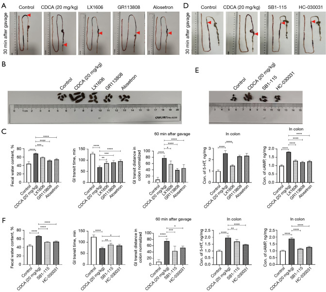 Chenodeoxycholic acid activates the TGR5/TRPA1-5-HT pathway to regulate intestinal motility in breastfed infants and mouse models.