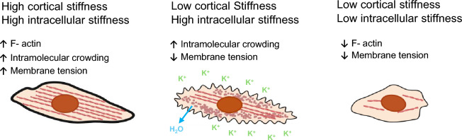 Targeting cancer cell stiffness and metastasis with clinical therapeutics.