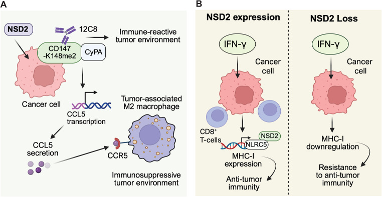 NSD proteins in anti-tumor immunity and their therapeutic targeting by protein degraders.