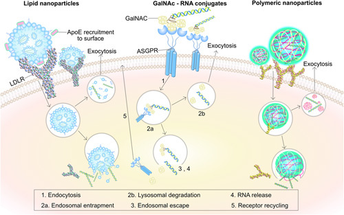 RNA nanomedicine in liver diseases.