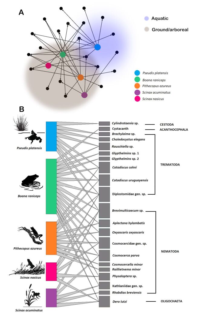 Interactions between endoparasites and anurans in the Nhecolândia Pantanal, Brazil.
