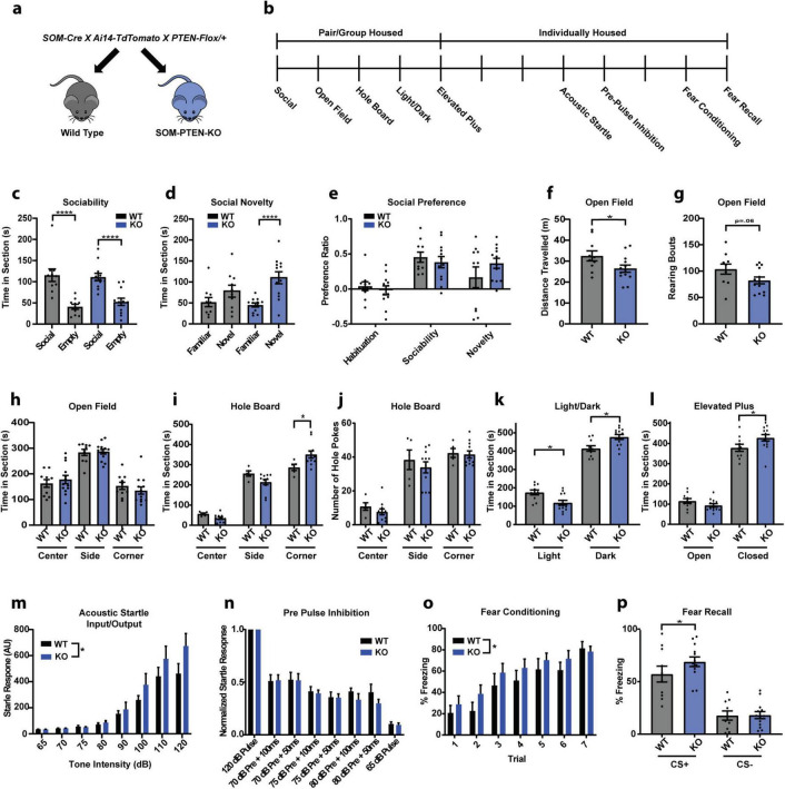 PTEN in somatostatin neurons regulates fear and anxiety and is required for inhibitory synaptic connectivity within central amygdala.