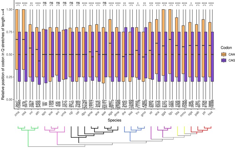 Evolutionary perspective of the CAG/CAA interplay coding for pure polyglutamine stretches in proteins.