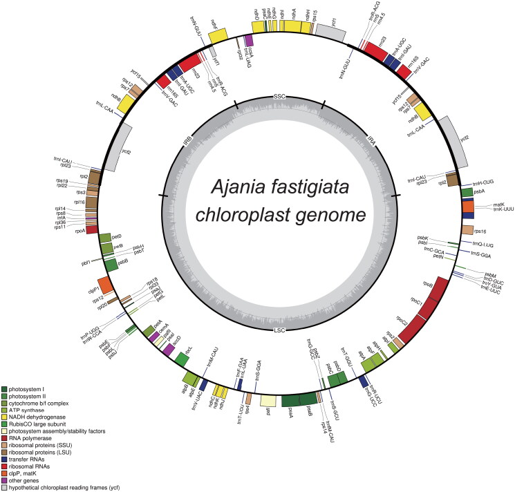Characterization of the complete chloroplast genome of <i>Ajania fastigiata</i> (Aasteraceae).