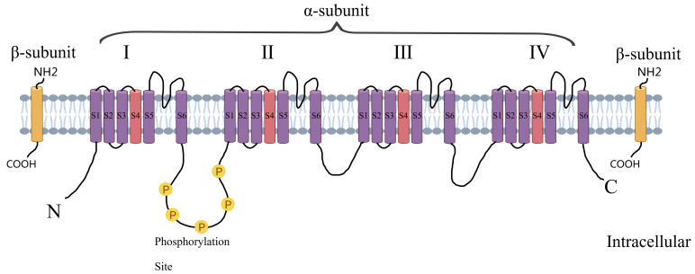 Voltage-Gated Sodium Channels: A Therapeutic Target in Ischemic Heart Disease.