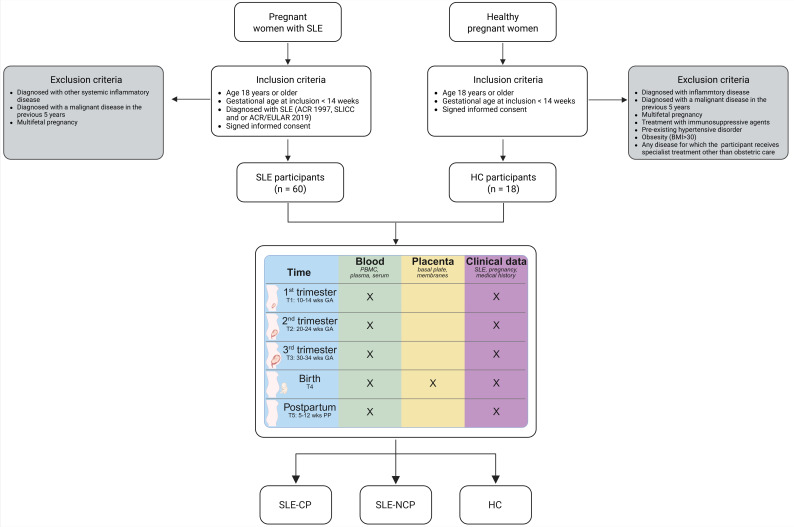Failing maternal-fetal tolerance in SLE (FaMaLE): a prospective cohort study for finding the molecular mechanisms behind pregnancy complications.