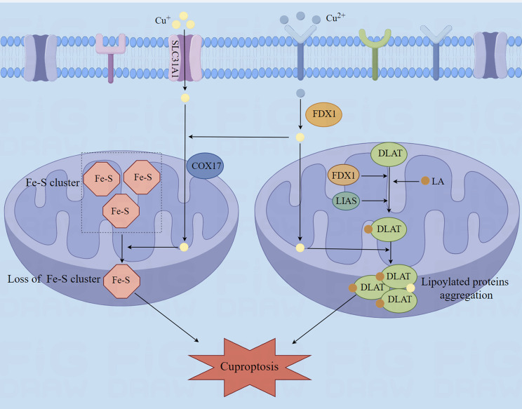Cuproptosis: a novel therapeutic mechanism in lung cancer.
