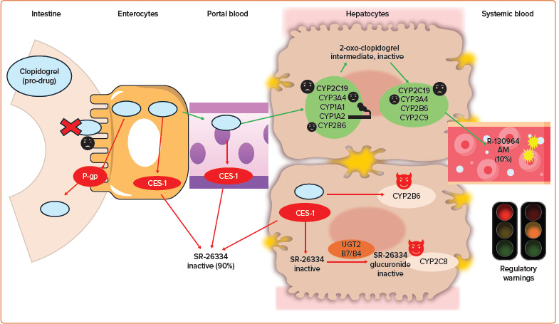 Oral P2Y<sub>12</sub> Inhibitors: Victims or Perpetrators? A Focused Review on Pharmacokinetic, Clinically Relevant Drug Interactions.