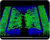 State-of-the-art in high throughput organ-on-chip for biotechnology and pharmaceuticals.
