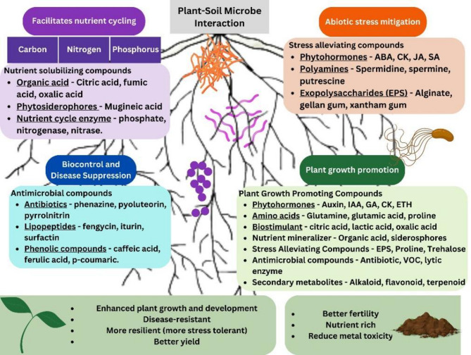 The Rice-Microbe Nexus: Unlocking Productivity Through Soil Science.