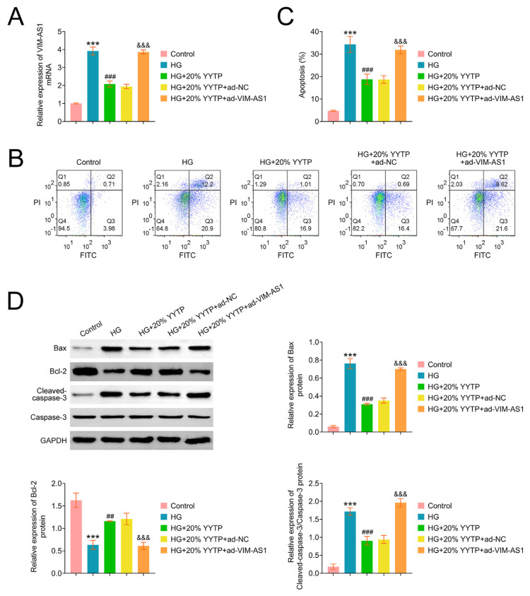 Yiqi Yangyin Tongluo prescription targets lncRNA VIM-AS1 to regulate FOXK2/mTOR to promote autophagy and inhibit renal tubular epithelial cell apoptosis.