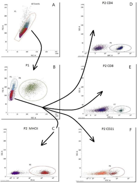 A preliminary study through lymphocyte immunophenotyping of the effects of different forms of phosphorus deficiency on dairy cattle blood haematological parameters and immune status.