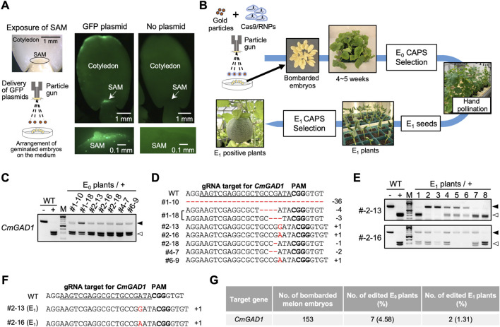 A long shelf-life melon created via CRISPR/Cas9 RNP-based <i>in planta</i> genome editing.