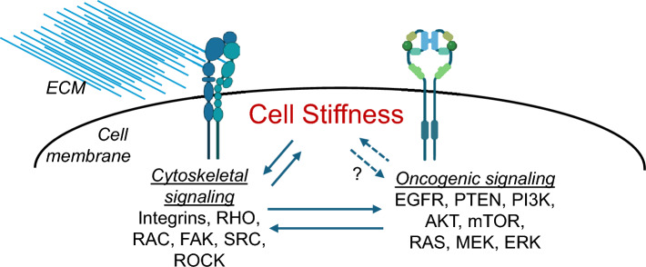 Targeting cancer cell stiffness and metastasis with clinical therapeutics.