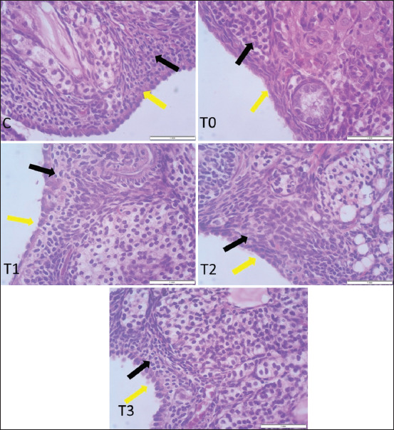 Propolis mitigates histopathological alterations in the pituitary gland and reproductive system of female albino rats subjected to cadmium toxicity.
