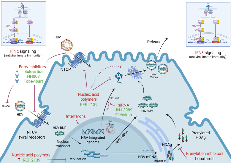 Hope on the horizon: Emerging therapies for hepatitis D.