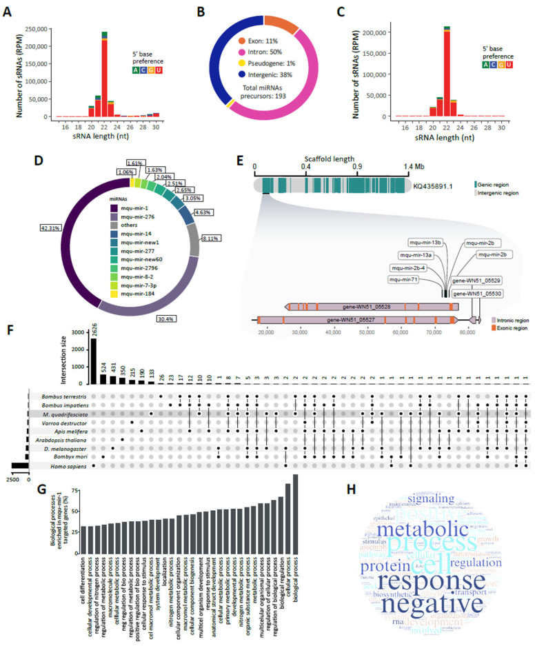 Insights into miRNAs of the Stingless Bee <i>Melipona quadrifasciata</i>.
