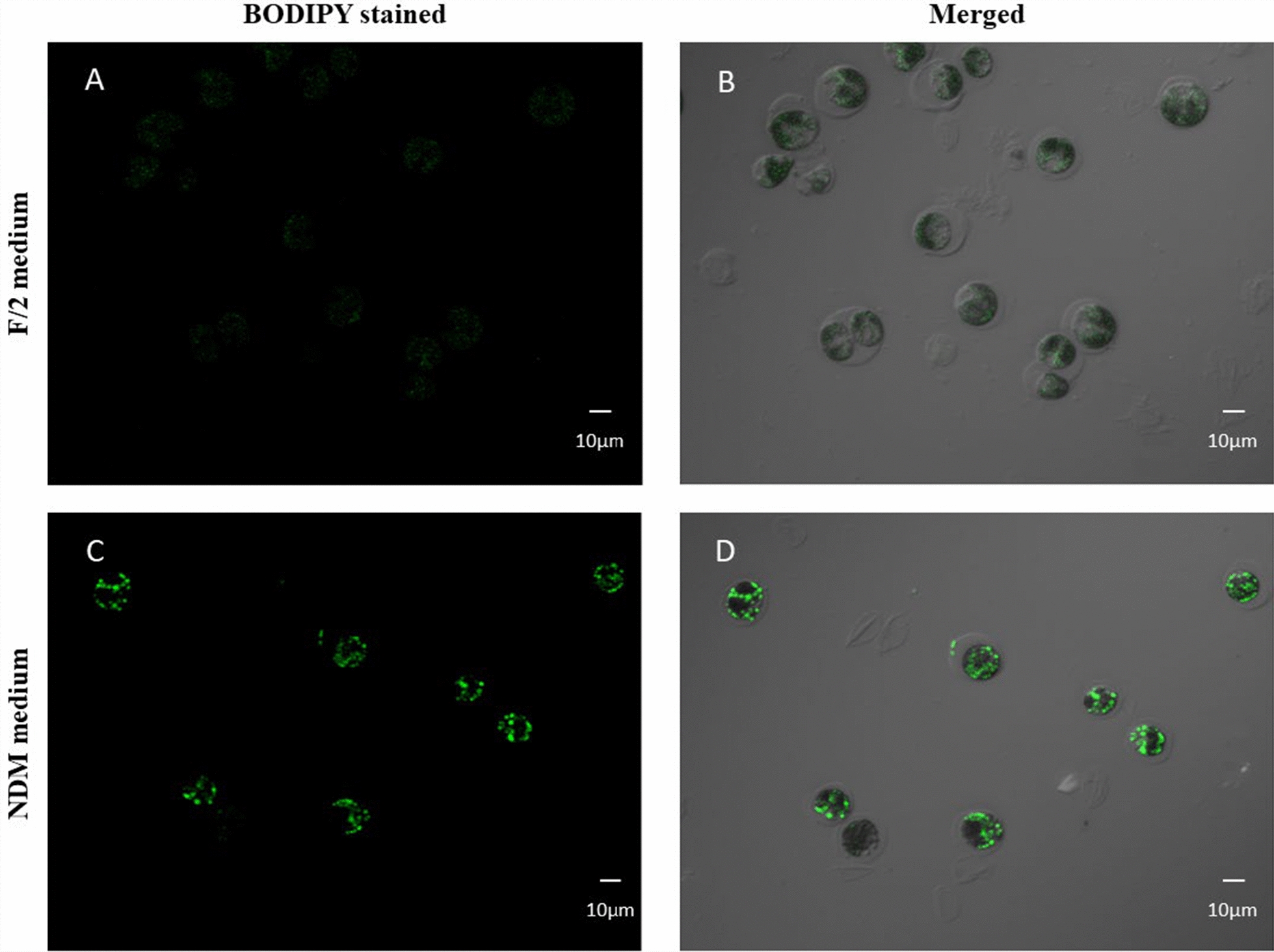 Enhancing lipid accumulation in Tetraselmis sp.: integrating nitrogen deprivation and glucose supplementation for biofuel production