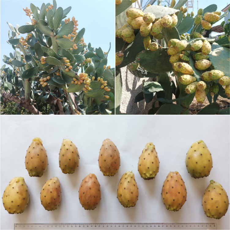 Biochemical, nutritional, and nutraceutical properties of cactus pear accessions.