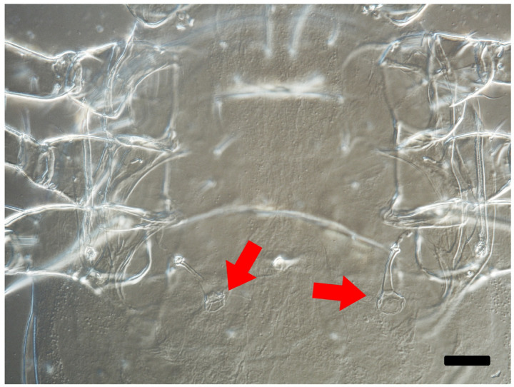 Investigating interspecific mating in the thelytokous predatory mite Amblyseius herbicolus (Chant) (Acari: Phytoseiidae), with comparative observations from three sexually reproducing phytoseiid species.
