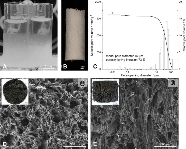 Freeze-cast SiOC ceramics supporting the growth of industrially relevant microorganisms.