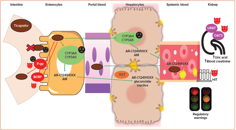 Oral P2Y<sub>12</sub> Inhibitors: Victims or Perpetrators? A Focused Review on Pharmacokinetic, Clinically Relevant Drug Interactions.