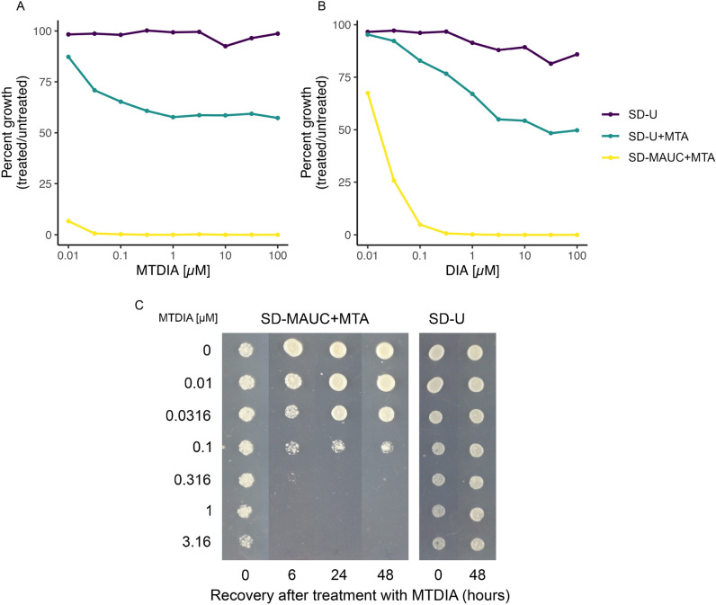 The anti-cancer transition-state inhibitor MTDIA inhibits human MTAP, inducing autophagy in humanized yeast.